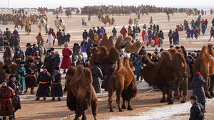 Тэнэгэр говийн тэмээчдийн баяр үргэлжилсээр байна